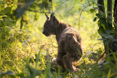 lynx -cub-in-the-forest