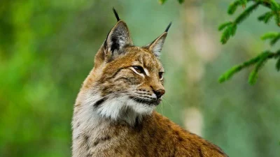 Photo of a lynx in a green forest against a blurry green background